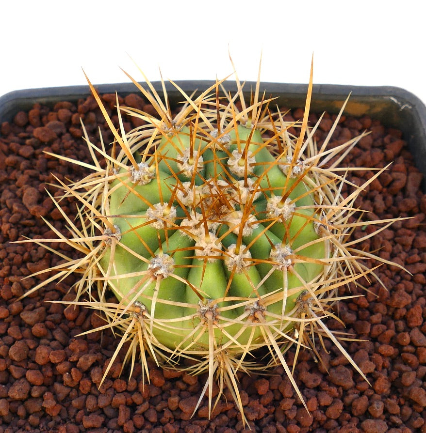 Cereus pasacana cactus with large golden spines and rounded green stem in pot