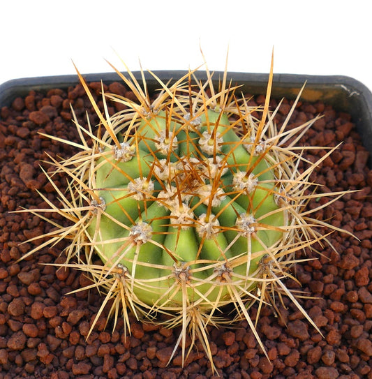 Cereus pasacana cactus with large golden spines and rounded green stem in pot