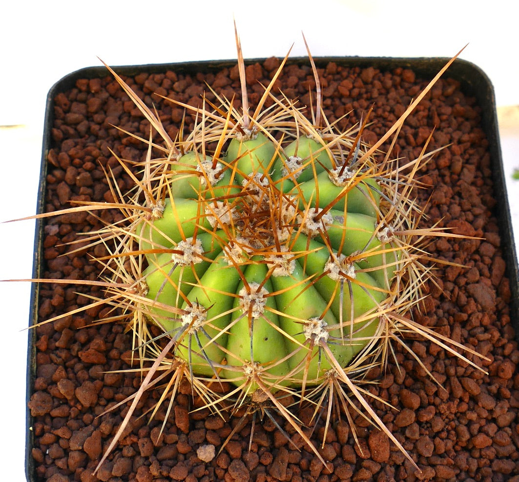 Cereus pasacana succulent cactus with thick green ribs and long sharp brown spines