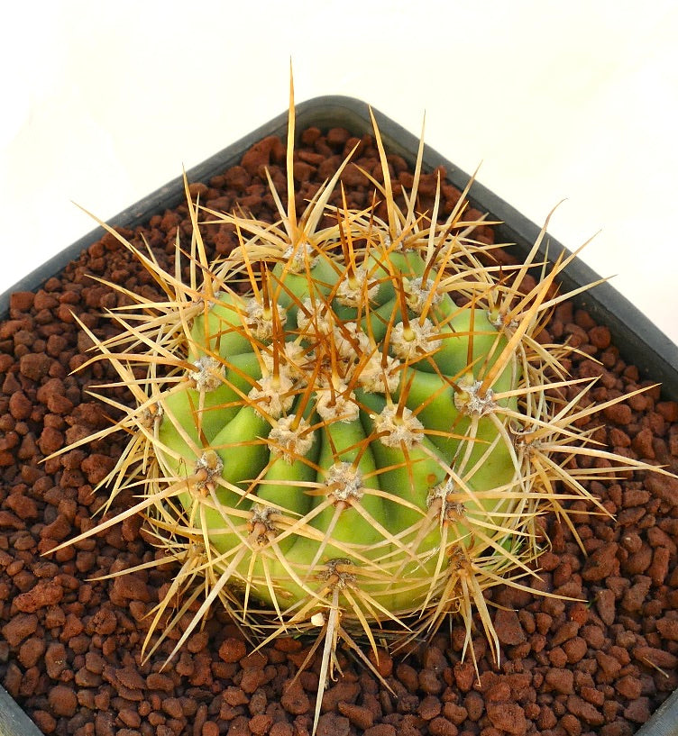 Cereus pasacana succulent cactus with prominent golden spines in a pot