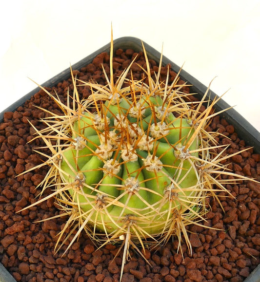 Cereus pasacana succulent cactus with prominent golden spines in a pot