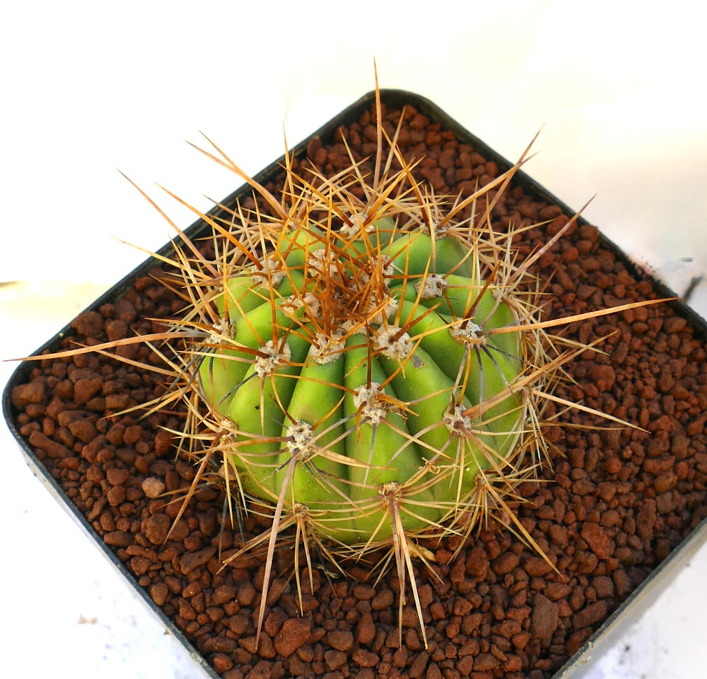 Cereus pasacana green cactus with prominent long yellowish spines in potting soil