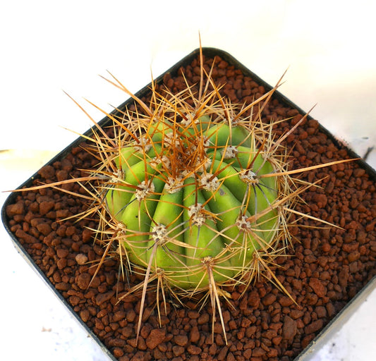 Cereus pasacana green cactus with prominent long yellowish spines in potting soil