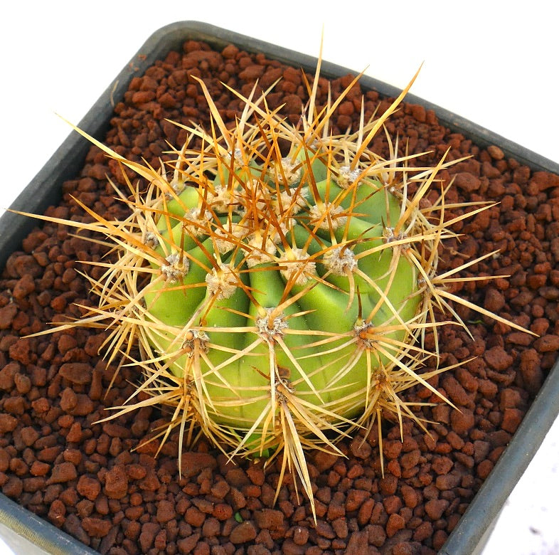 Cereus pasacana succulent cactus with prominent golden spines in potting soil