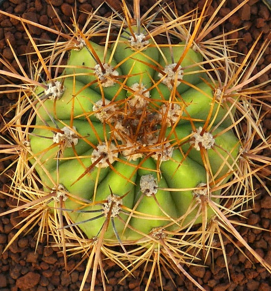 Cereus pasacana cactus with thick green ribs and long sharp yellowish spines
