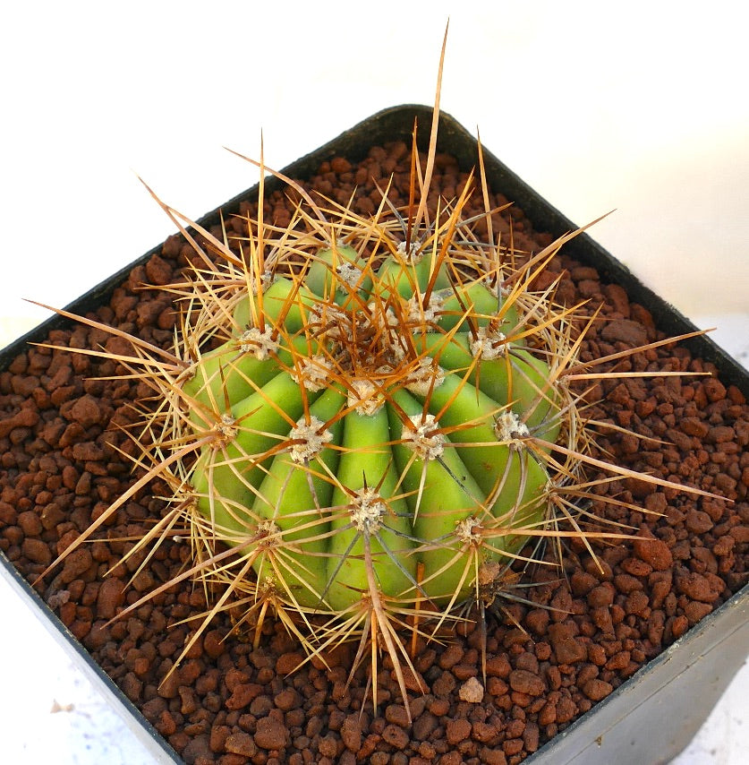 Cereus pasacana green cactus with thick ribs and long sharp yellowish spines in pot