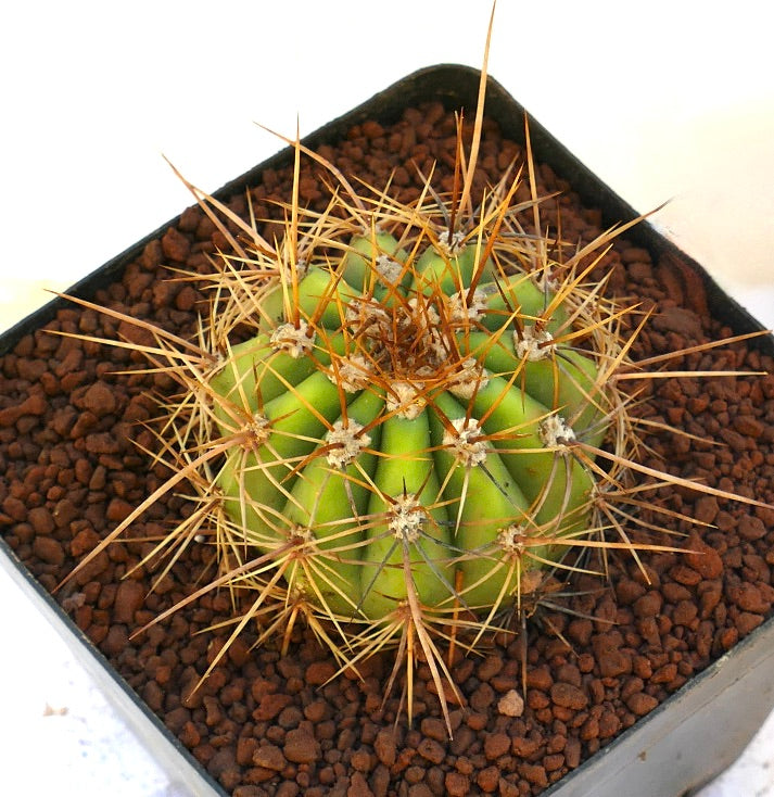 Cereus pasacana small round cactus with prominent long yellowish spines and green ribs