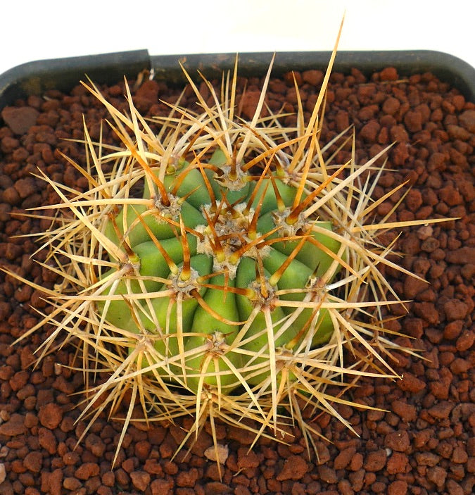 Cereus pasacana small green cactus with dense long yellow spines in pot