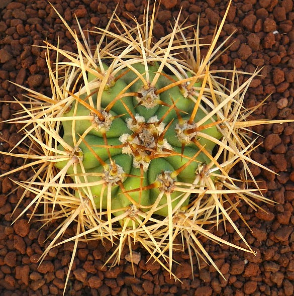 Cereus pasacana succulent cactus with thick yellow spines and green ribbed body