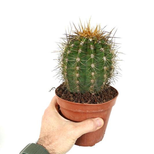 Cereus pasacana