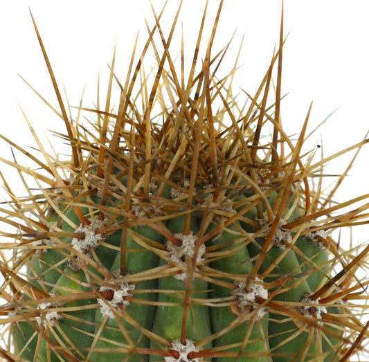 Cereus pasacana STRONG SPINES