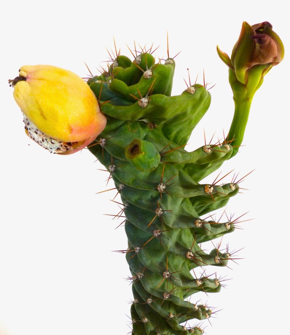 Cereus peruvianus form spirals “yellow fruits” SEEDS