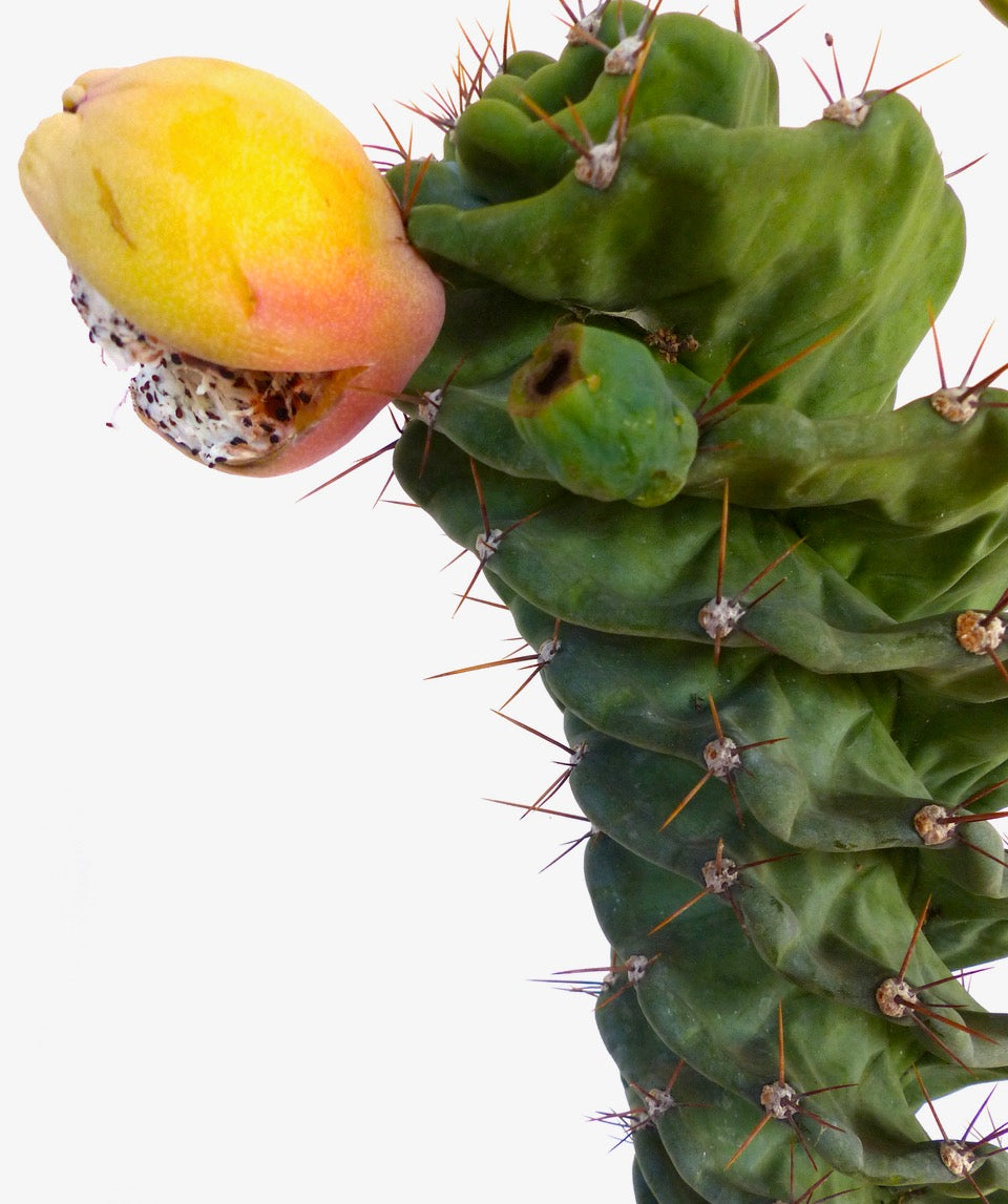 Cereus peruvianus form spirals “yellow fruits” SEEDS