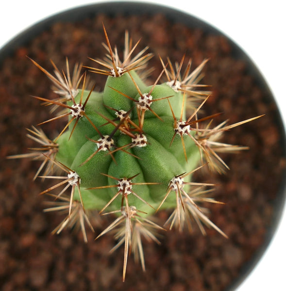 サボテン 2本セット 緑色の長い茎 直送】【人工観葉植物】東京堂/☆AX☆柱サボテンポット GREEN グリーン