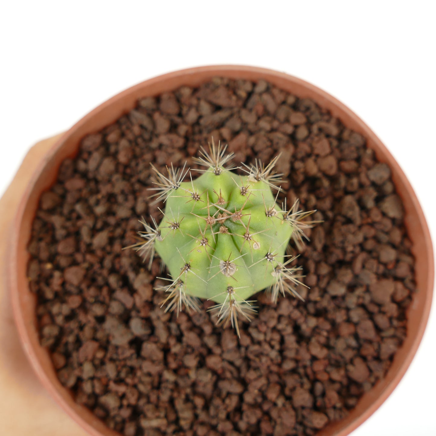 Cereus sp. GOLDEN SPINE (San Louis Potosì)