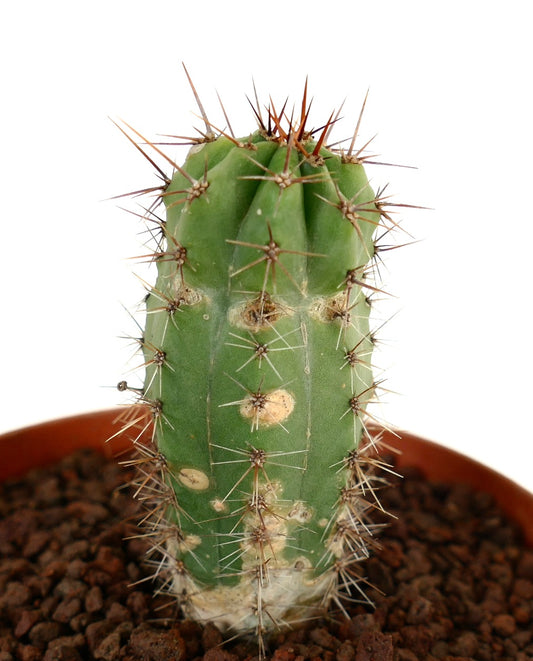 Cereus sp. sp. NORTH-EAST of ZACATECAS