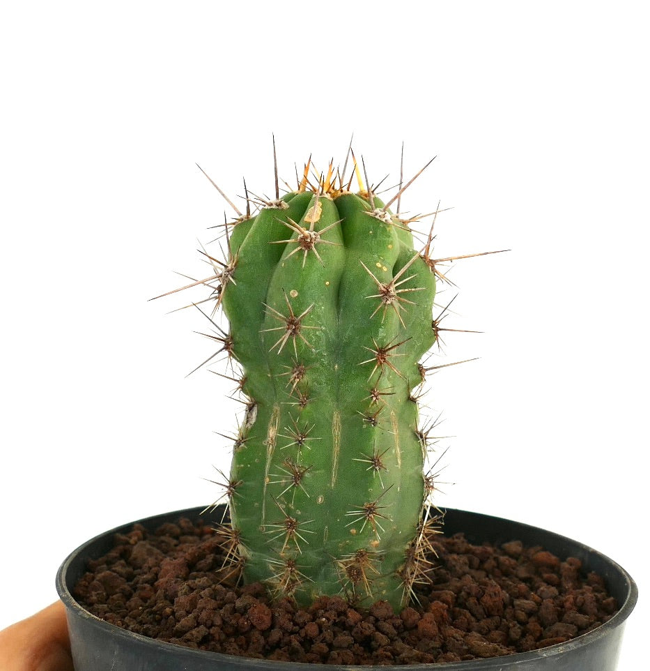 Cereus Art nordöstlich von ZACATECAS (Mexiko)