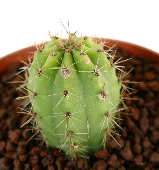 Cereus sp. GOLDEN SPINE (San Louis Potosì)