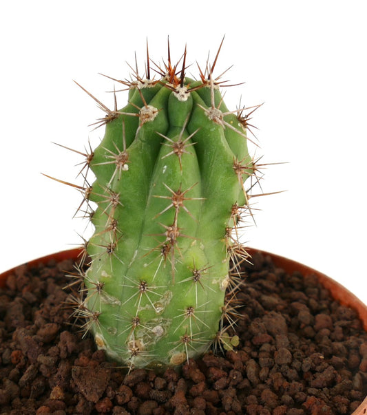 Cereus sp. sp. NORTH-EAST of ZACATECAS (Mexico)