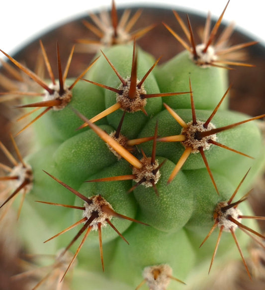 Cereus sp. clone from NORTH-EAST of ZACATECAS