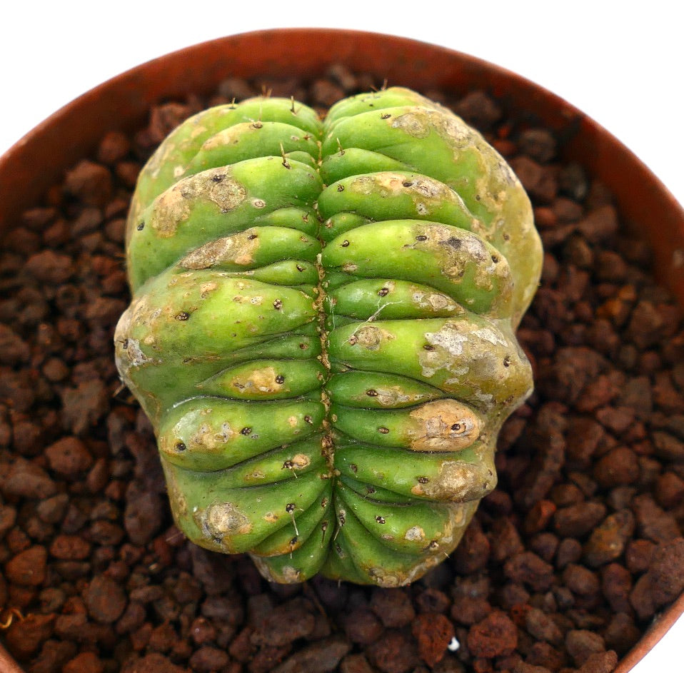 Cereus sp. sjelden krokete sukkulent kaktus med grønn ribbet kropp og små pigger