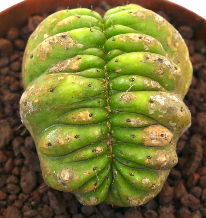 Cereus sp. sjelden kamkaktus med segmenterte grønne ribber og små torner på røttene