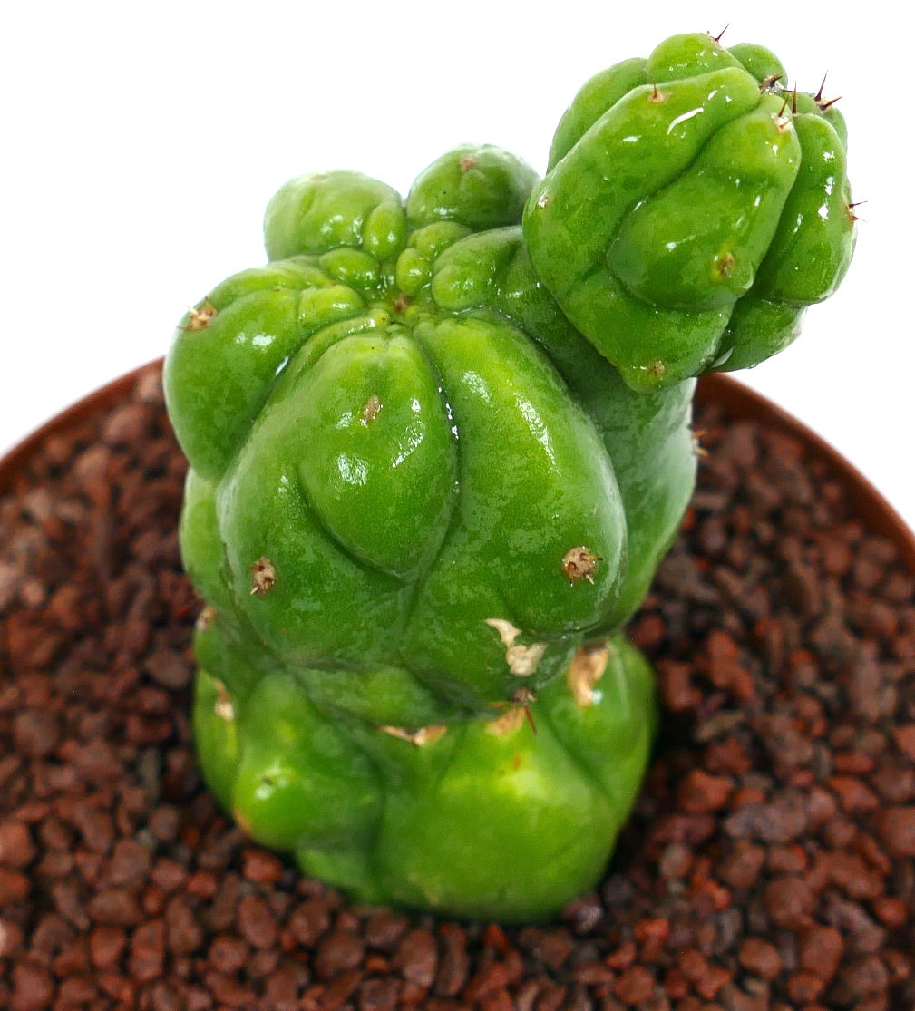 Cereus sp. sukkulent kaktus med lysegrønne, uregelmessig formede stammer og små pigger