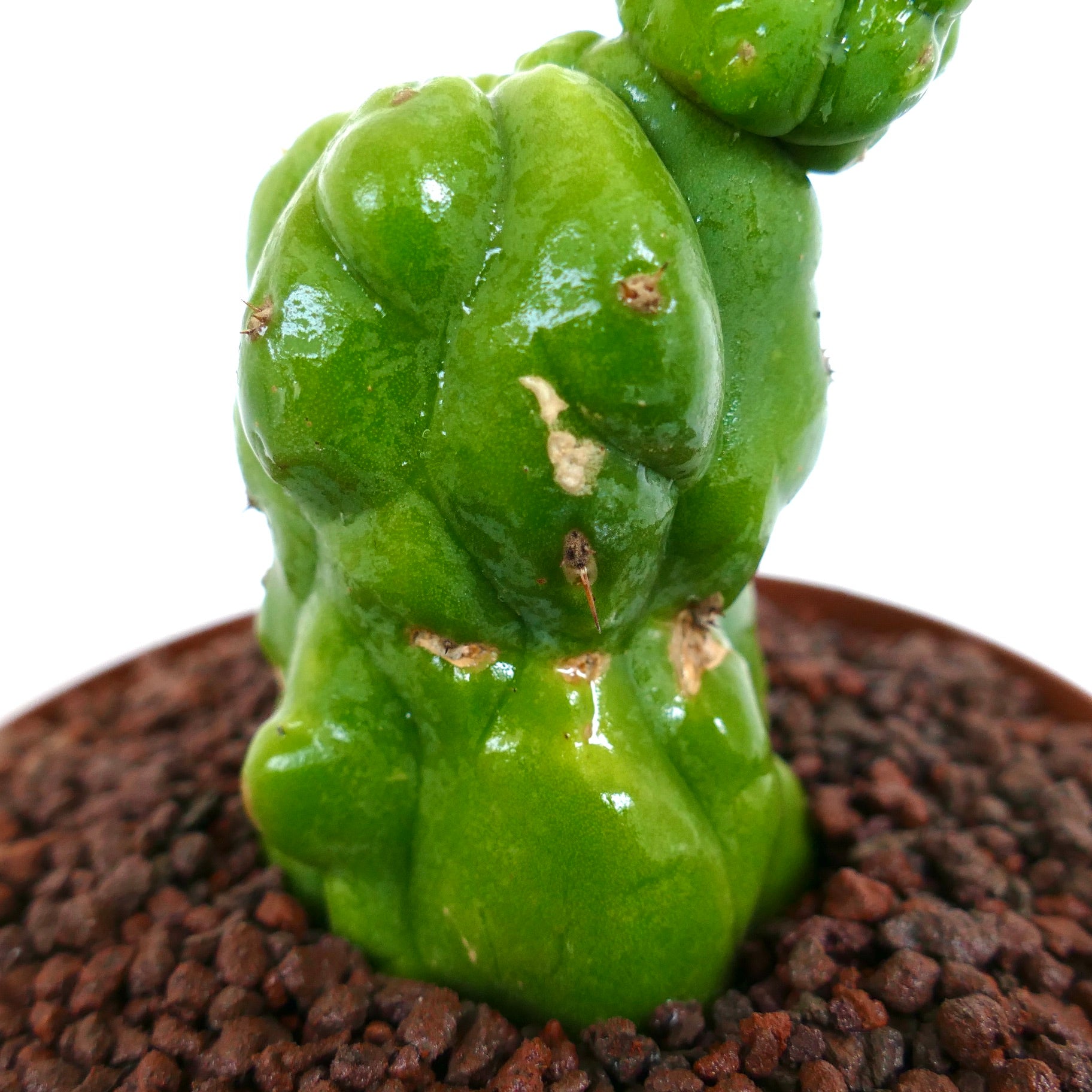 Cereus sp. sukkulent kaktus med blanke, grønne, uregelmessig formede stengler og små pigger