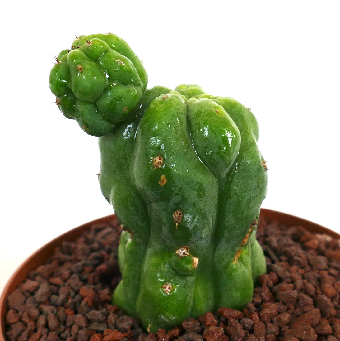 Cereus sp. saftig kaktus med blanke grønne uregelmessige lapper og små pigger i potte