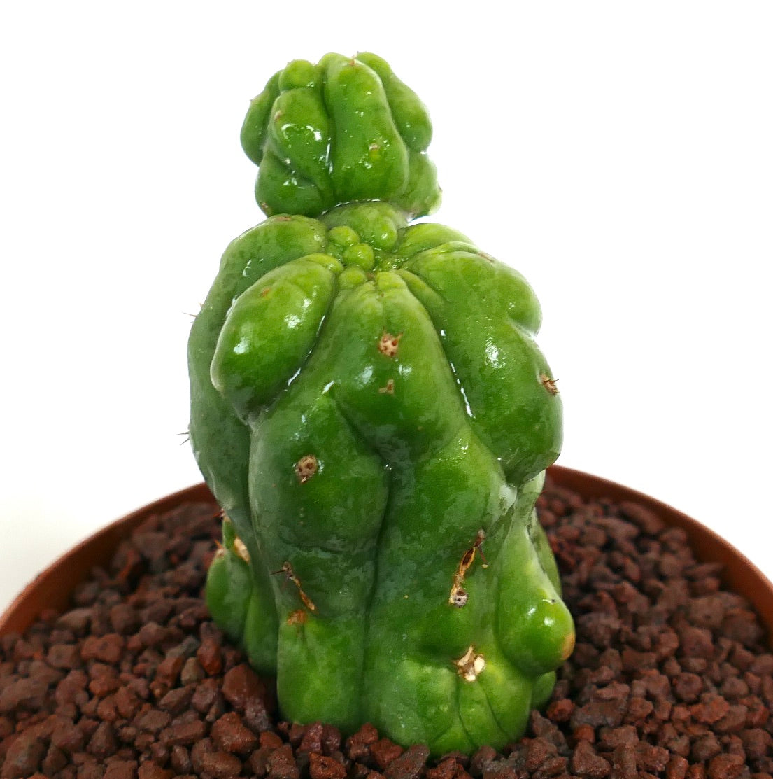 Cereus sp. saftig kaktus med blanke grønne uregelmessige knotete stilker i potte