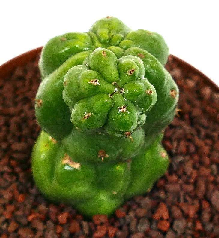 Cereus sp. sukkulent kaktus med uvanlige knotete grønne stilker og små pigger i potte