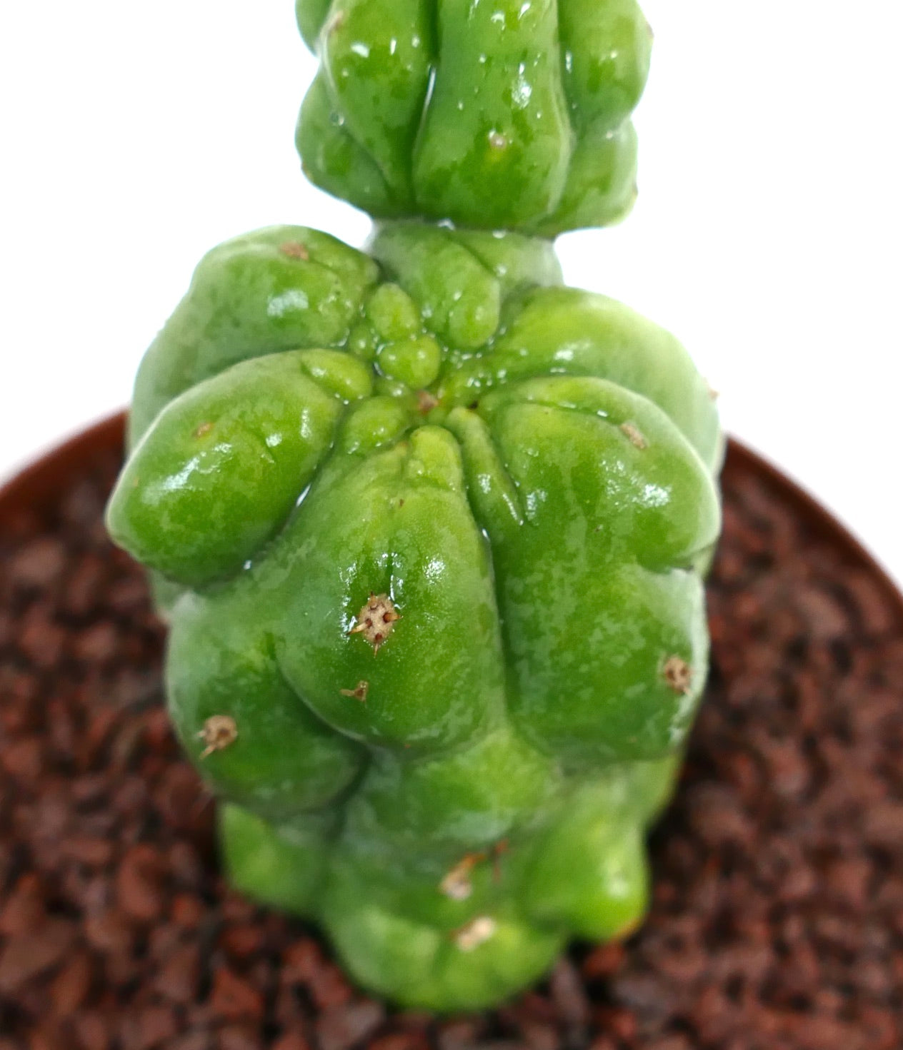 Cereus sp. sukkulent kaktus med tykke, uregelmessige grønne stilker og små areoler