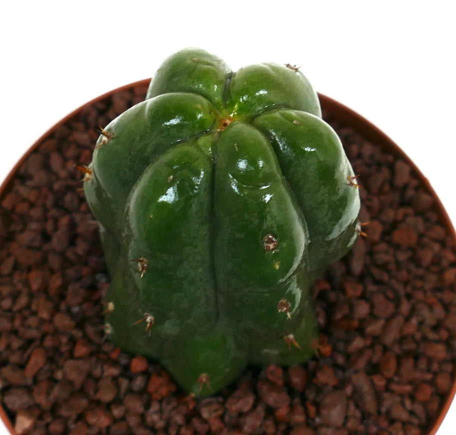 Cereus sp. MONSTRUOSUS mørkegrønn sjelden sukkulent kaktus med glatte, blanke ribber og små torner