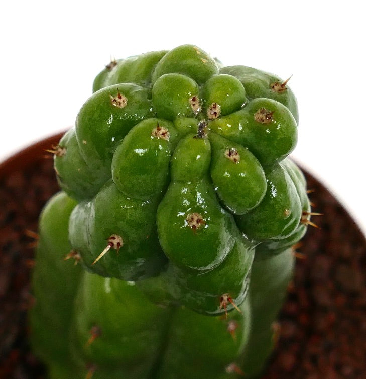 Cereus sp. MONSTRUOSUS sukkulenter Kaktus mit glänzend grünen, unregelmäßig geformten Stängeln und kleinen Stacheln