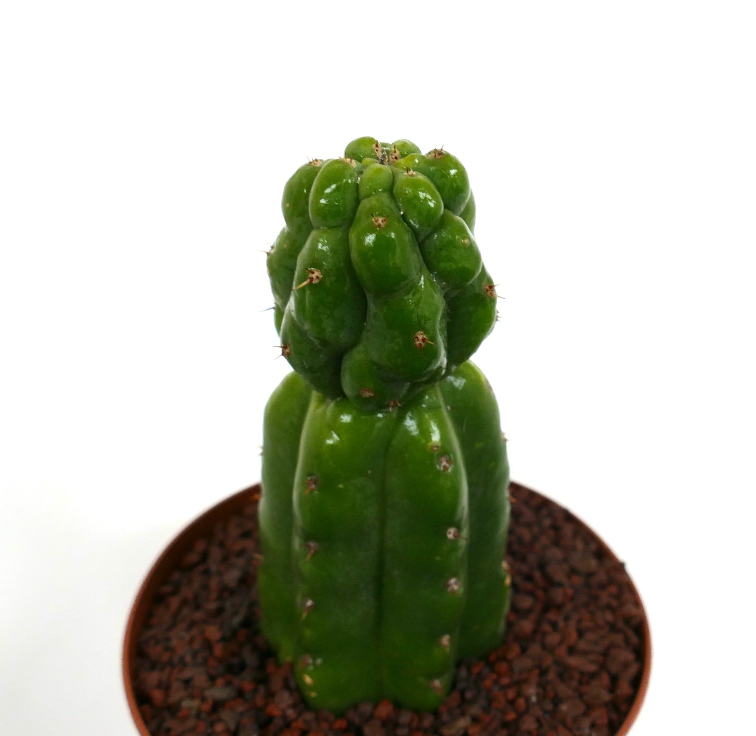 Cereus sp. MONSTRUOSUS dunkelgrüner seltener Kaktus mit gekämmtem, glänzend strukturiertem Stamm