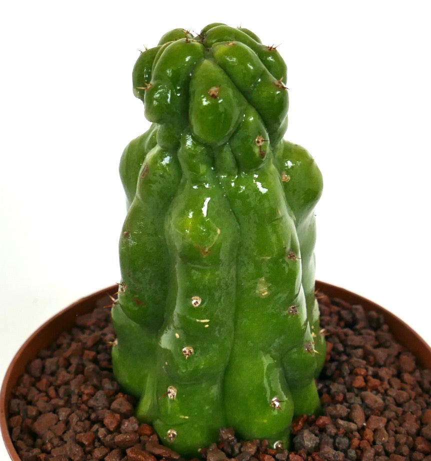 Cereus sp. MONSTRUOSUS sukkulent kaktus med glinsende grønne, knotete stammer og små pigger