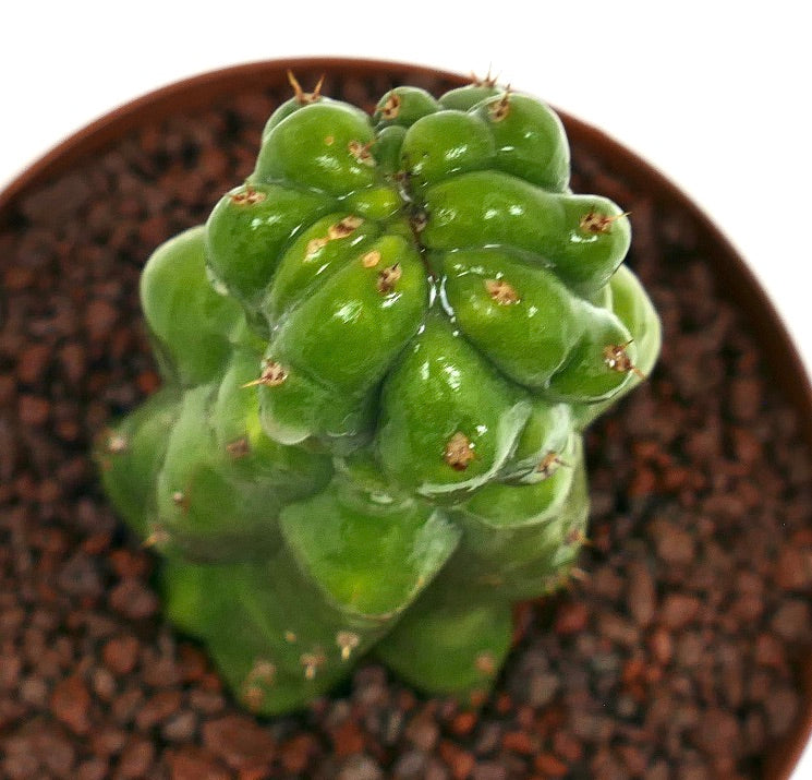 Cereus sp. MONSTRUOSUS sukkulent kaktus med tykke, glansfulle grønne stilker og små pigger