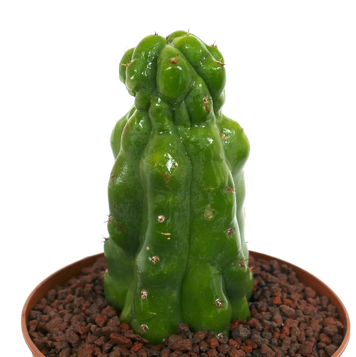 Cereus sp. MONSTRUOSUS saftig kaktus med blanke grønne uregelmessige stilker og små torner