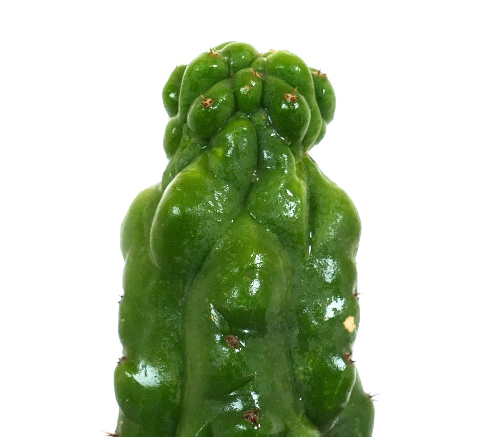 Cereus sp. MONSTRUOSUS sukkulent kaktus med blanke grønne, uregelmessige, knudrete stammer og små torner