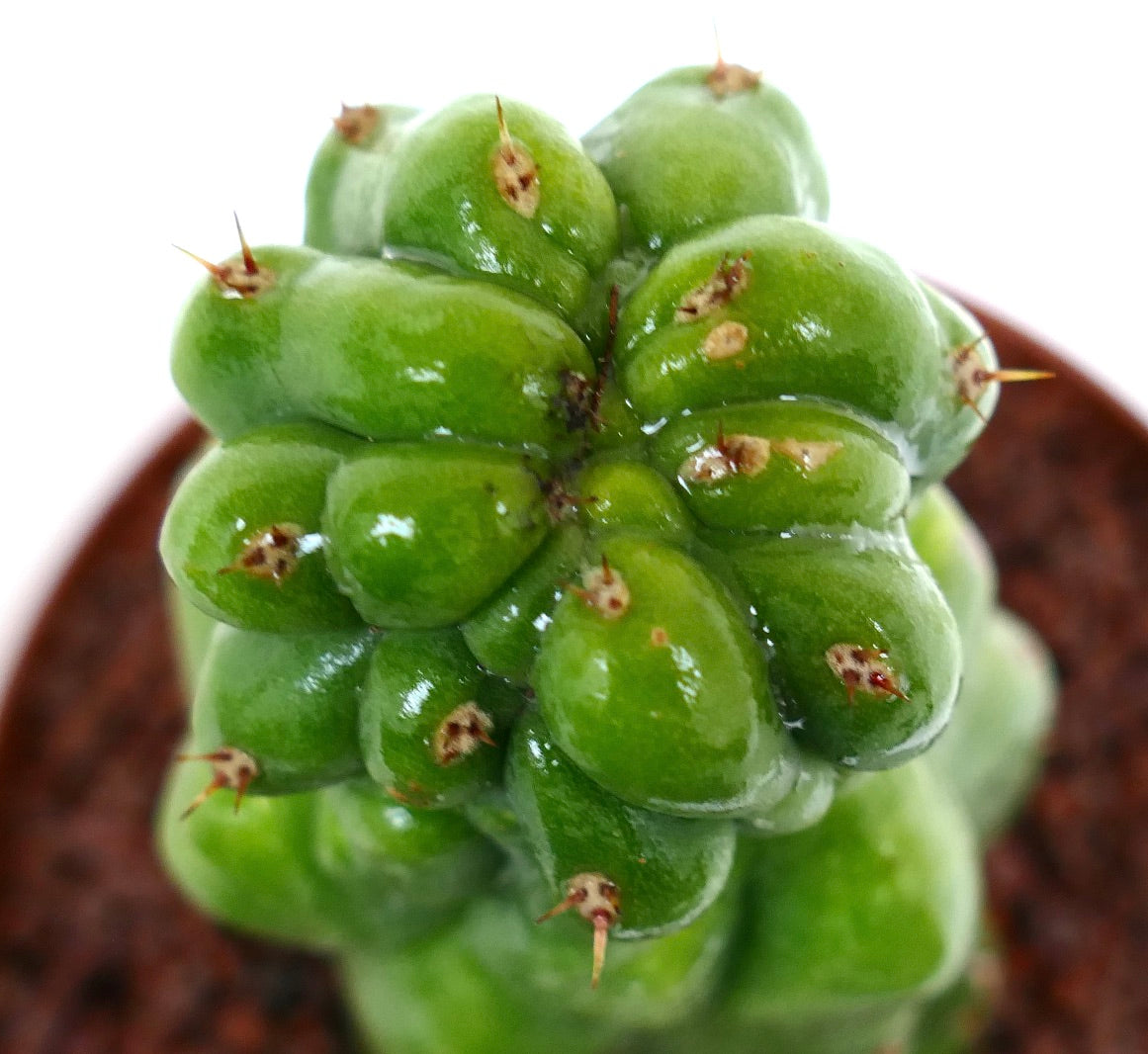 Cereus sp. sukkulent kaktus med blanke grønne knoller og små brune pigger, nærbilde