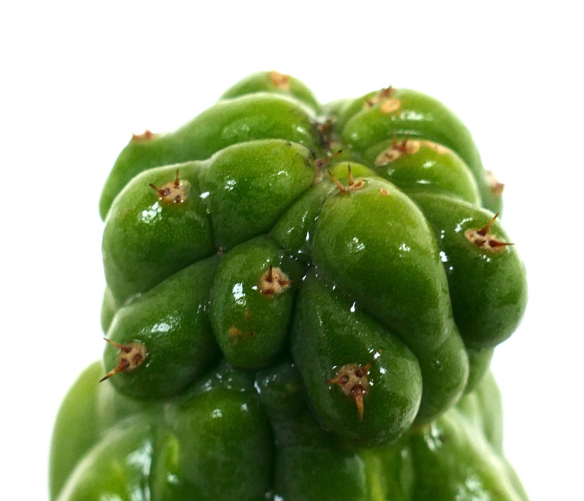 Cereus sp. MONSTRUOSUS KIKKO sjelden saftig kaktus med blanke, grønne knoller og små pigger