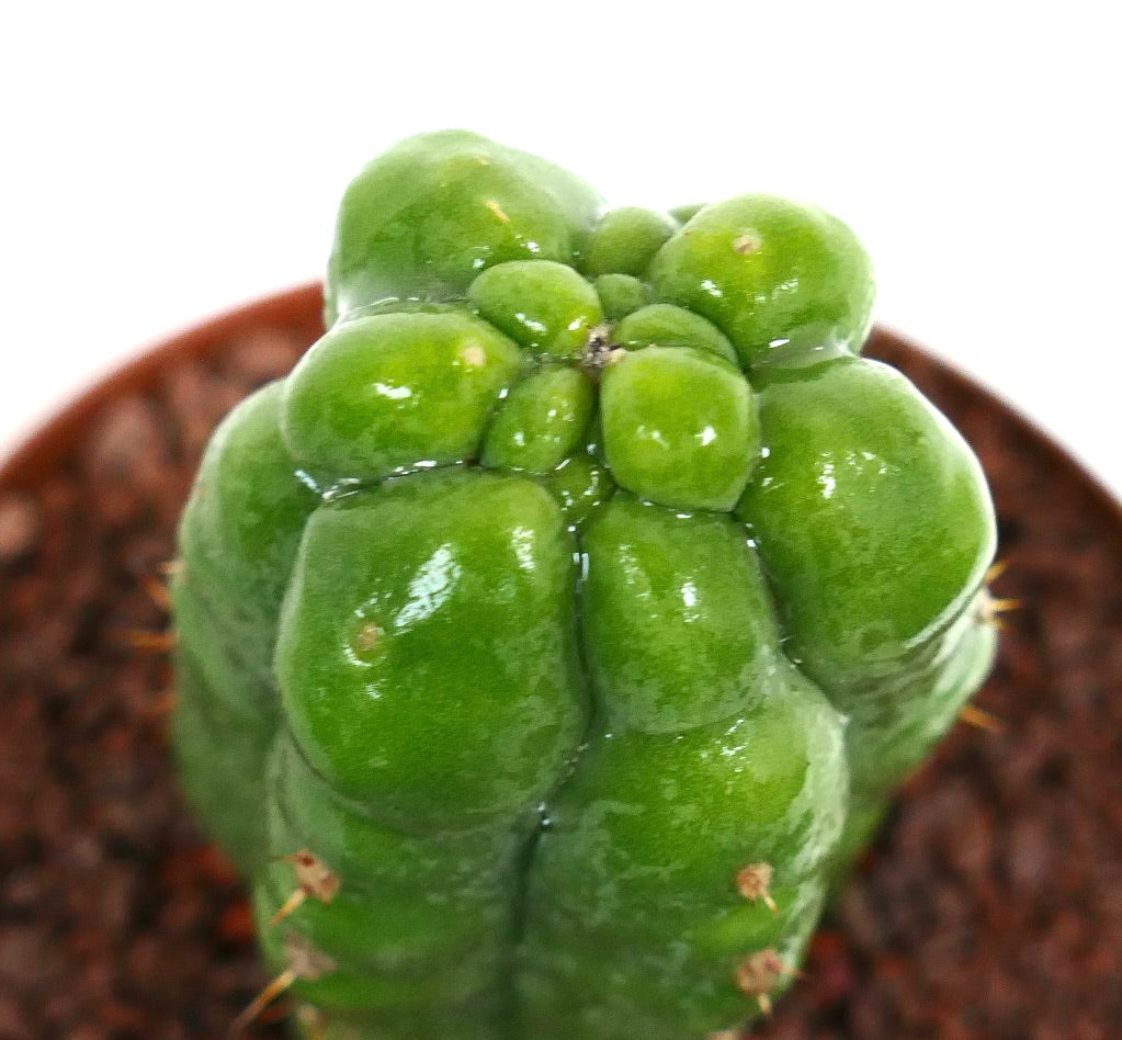 セレウス属 モンスツロスス 多肉サボテン 光沢のある緑色の凸凹した茎と小さな棘付き