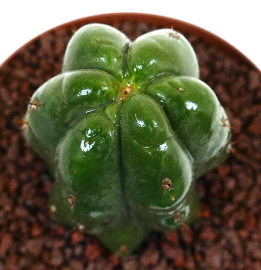 Cactus suculento Cereus sp. MONSTRUOSUS con costillas gruesas y brillantes y pequeñas espinas en maceta