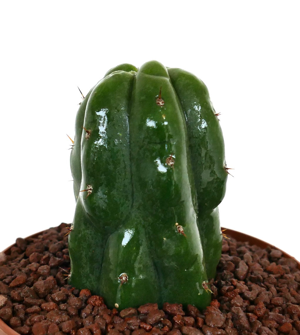 Cactus suculento Cereus sp. MONSTRUOSUS con costillas verdes gruesas y pequeñas espinas en maceta
