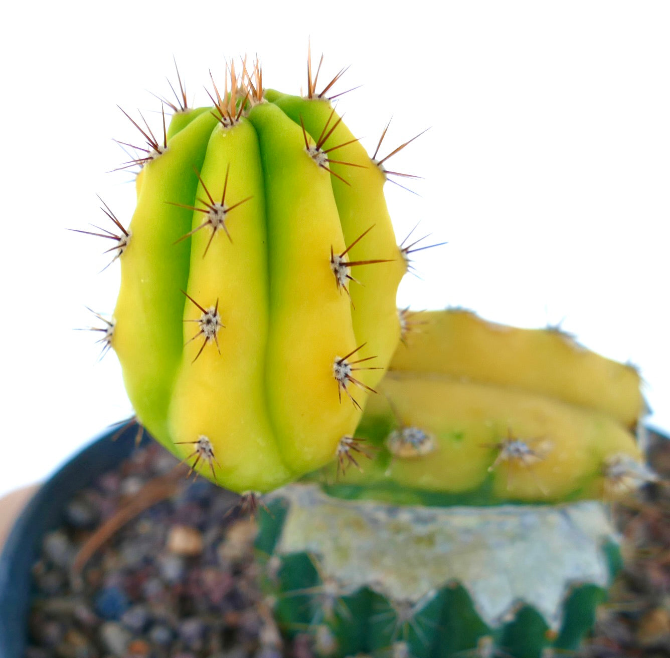 Cereus sp. vetplant cactus met geelgroene gevlekte stam en scherpe stekels