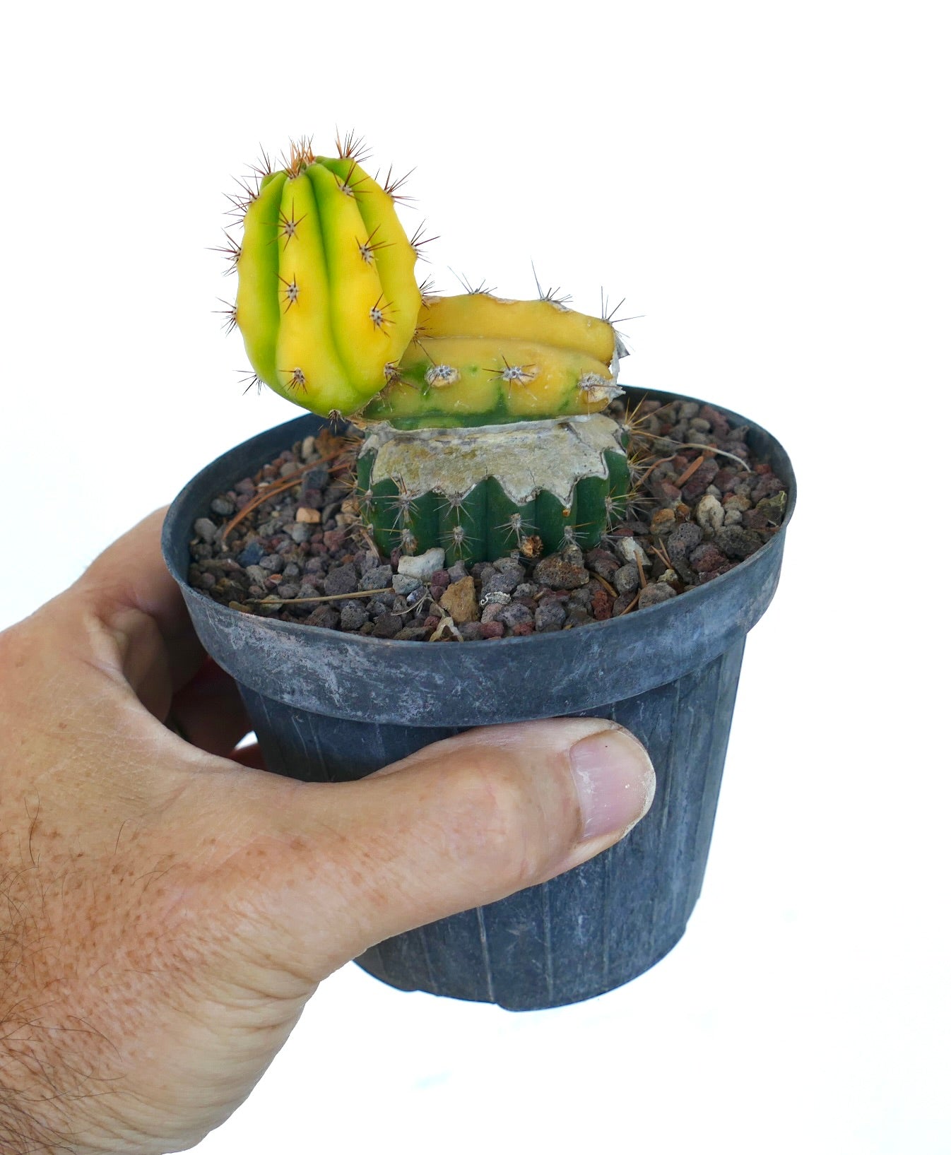 Cereus sp. vetplanten cactus met geelgroene gevlekt ribben en scherpe bruine stekels