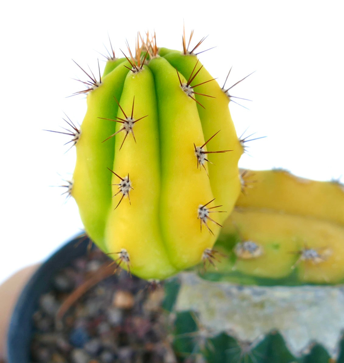 Cereus sp. geelgroene gevarieerde cactus met opvallende bruine stekels en geribbelde stam
