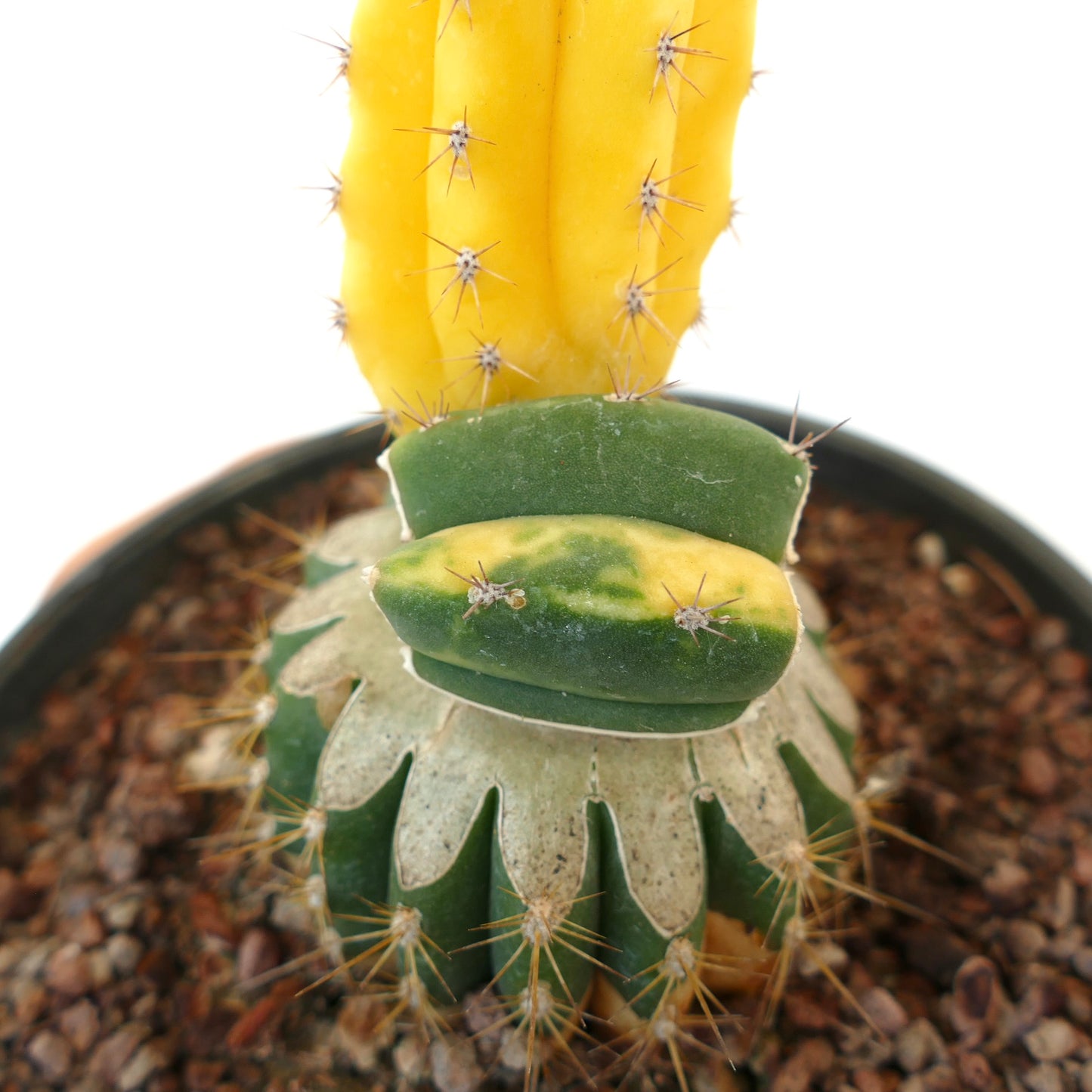 Cereus sp. south of Zipolite YELLOW FULL VARIEGATED