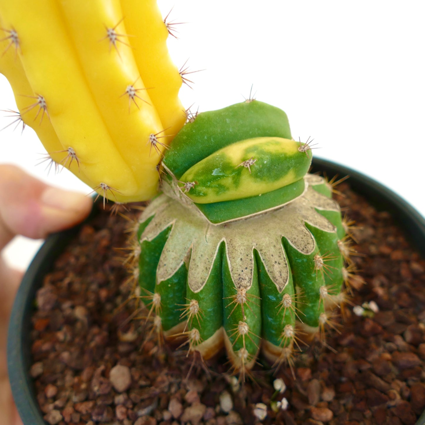 Cereus sp. south of Zipolite YELLOW FULL VARIEGATED