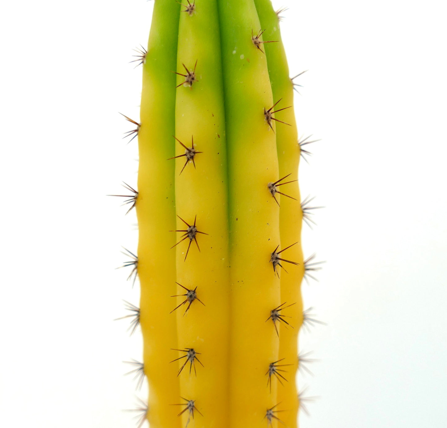 Cereus sp. south of Zipolite YELLOW FULL VARIEGATED